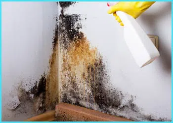 Fort Lauderdale Restoration Company Fort Lauderdale, FL 954-417-0601 Fort Lauderdale Restoration Company Fort Lauderdale, FL 954-417-0601 - city-page-mold