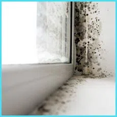 Fort Lauderdale Restoration Company Fort Lauderdale, FL 954-417-0601 Fort Lauderdale Restoration Company Fort Lauderdale, FL 954-417-0601 - cont-mold-2